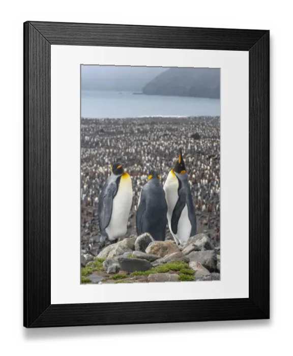 Framed Print : King Penguin (Aptenodytes patagonicus) colony at Salisbury Plain, South Georgia Framed Print : King Penguin (Aptenodytes patagonicus) colony at Salisbury Plain, South Georgia