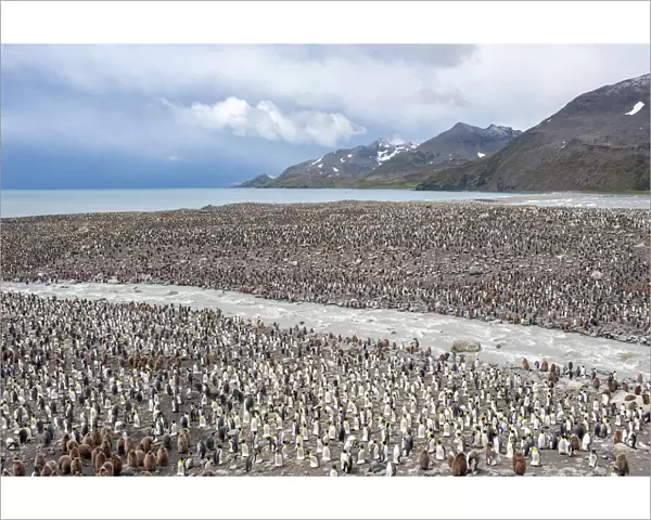 King Penguin (Aptenodytes patagonicus) colony next to river, at Salisbury Plain