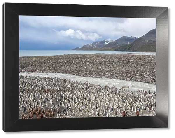 King Penguin (Aptenodytes patagonicus) colony next to river, at Salisbury Plain