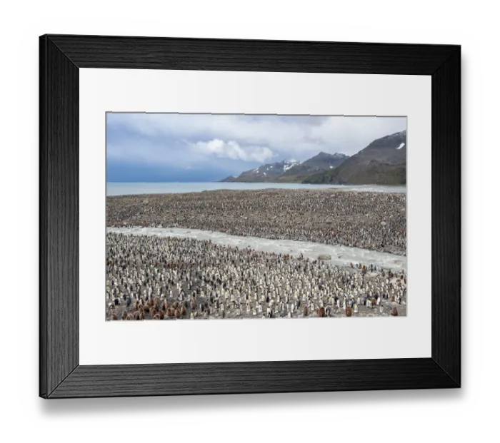 Framed Print : King Penguin (Aptenodytes patagonicus) colony next to river, at Salisbury Plain Framed Print : King Penguin (Aptenodytes patagonicus) colony next to river, at Salisbury Plain