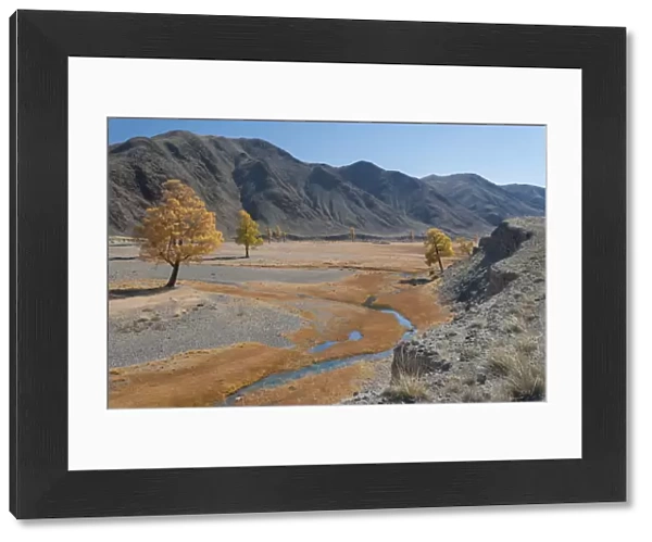 Autumn colour along meandering river bank, River Khovd, Altai Mountains, Bayan-Ulgii