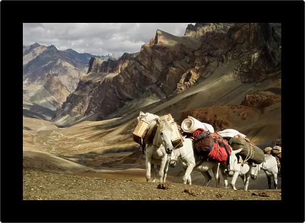 Caravan of horses climbing over the Singge La mountain pass at an altitude of 5010m