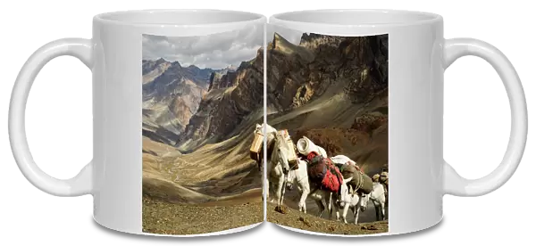 Caravan of horses climbing over the Singge La mountain pass at an altitude of 5010m