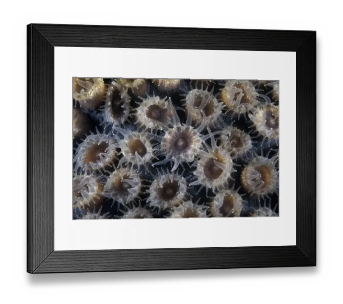 Framed Print : Coral polyps, Honduras Framed Print : Coral polyps, Honduras
