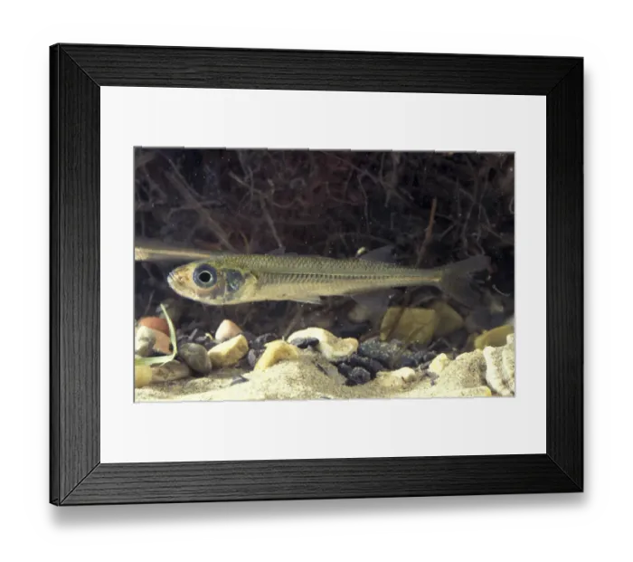 Framed Print : Big scale sand smelt {Atherina boyeri} captive Delta del Ebro NP, Spain Framed Print : Big scale sand smelt {Atherina boyeri} captive Delta del Ebro NP, Spain