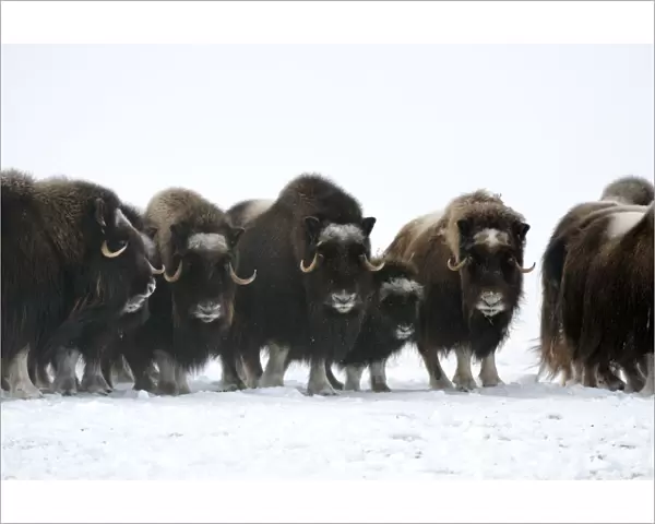 Herd of Muskox with calf (Ovibos moschatus) Banks Island, North West Territories, Canada