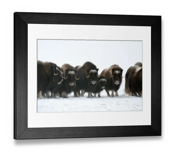 Framed Print : Herd of Muskox with calf (Ovibos moschatus) Banks Island, North West Territories, Canada Framed Print : Herd of Muskox with calf (Ovibos moschatus) Banks Island, North West Territories, Canada