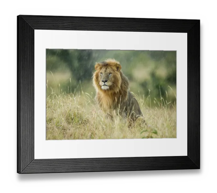 Framed Print : Male Lion (Panthera leo) sitting in the rain, Masai-Mara game reserve, Kenya Framed Print : Male Lion (Panthera leo) sitting in the rain, Masai-Mara game reserve, Kenya
