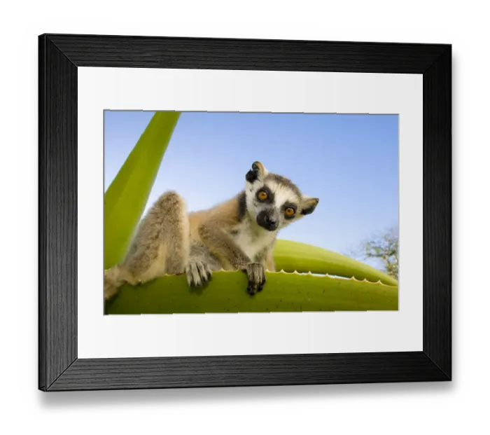 Framed Print : Ring-tailed lemur (Lemur catta) looking down from large spiney plant, Itampolo Framed Print : Ring-tailed lemur (Lemur catta) looking down from large spiney plant, Itampolo