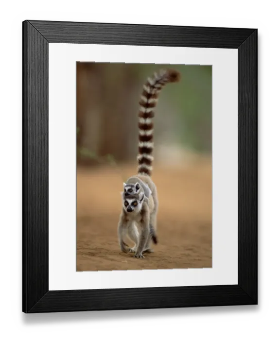 Framed Print : RF- Ring tailed lemur carrying young (Lemur catta). Madagascar Framed Print : RF- Ring tailed lemur carrying young (Lemur catta). Madagascar