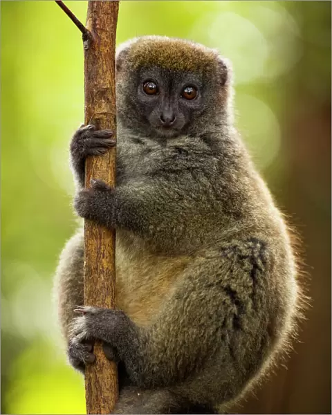 Bamboo lemur (Hapalmur griseus) in tree. Andasibe-Mantadia National Park, Madagascar