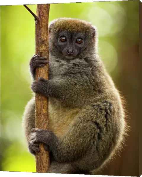 Bamboo lemur (Hapalmur griseus) in tree. Andasibe-Mantadia National Park, Madagascar