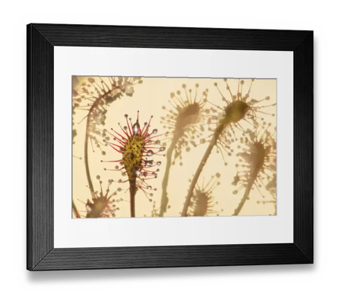 Framed Print : Sundew (Drosera intermedia) the Netherlands. Winner of the Landscapes, Waterscapes Framed Print : Sundew (Drosera intermedia) the Netherlands. Winner of the Landscapes, Waterscapes
