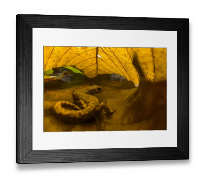 Framed Print : Strinatii lungless salamander (Speleomantes strinatii) hiding under chestnut leaves into Framed Print : Strinatii lungless salamander (Speleomantes strinatii) hiding under chestnut leaves into