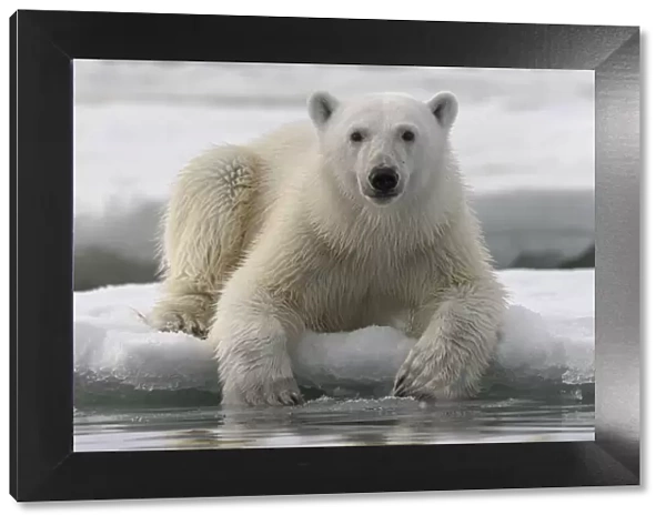 Polar bear (Ursus maritimus) portrait, Franz Jozef Land, Arctic Russia. July
