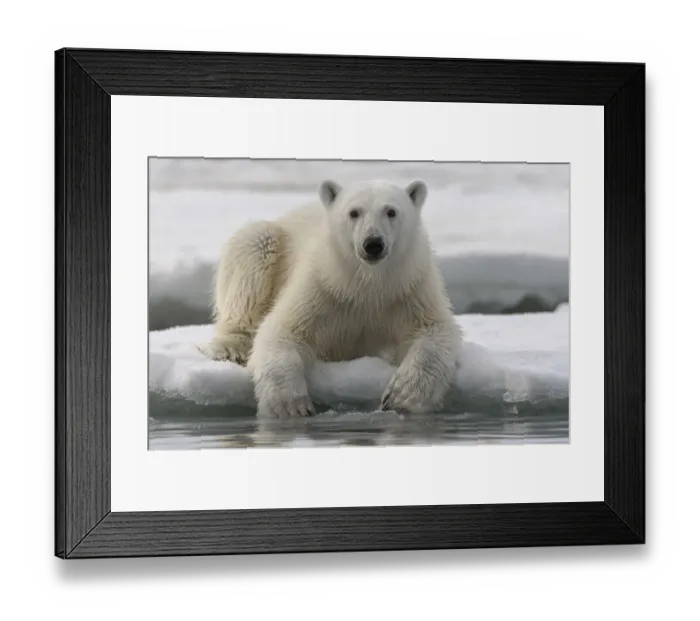 Framed Print : Polar bear (Ursus maritimus) portrait, Franz Jozef Land, Arctic Russia. July Framed Print : Polar bear (Ursus maritimus) portrait, Franz Jozef Land, Arctic Russia. July