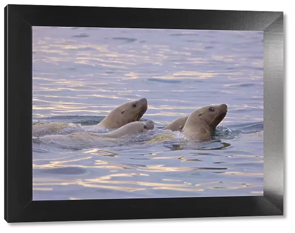 Steller sea lions (Eumetopias jubatus) swimming in the Bering Sea near Verkhoturova