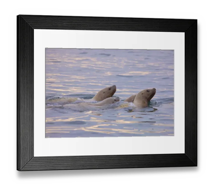 Framed Print : Steller sea lions (Eumetopias jubatus) swimming in the Bering Sea near Verkhoturova Framed Print : Steller sea lions (Eumetopias jubatus) swimming in the Bering Sea near Verkhoturova