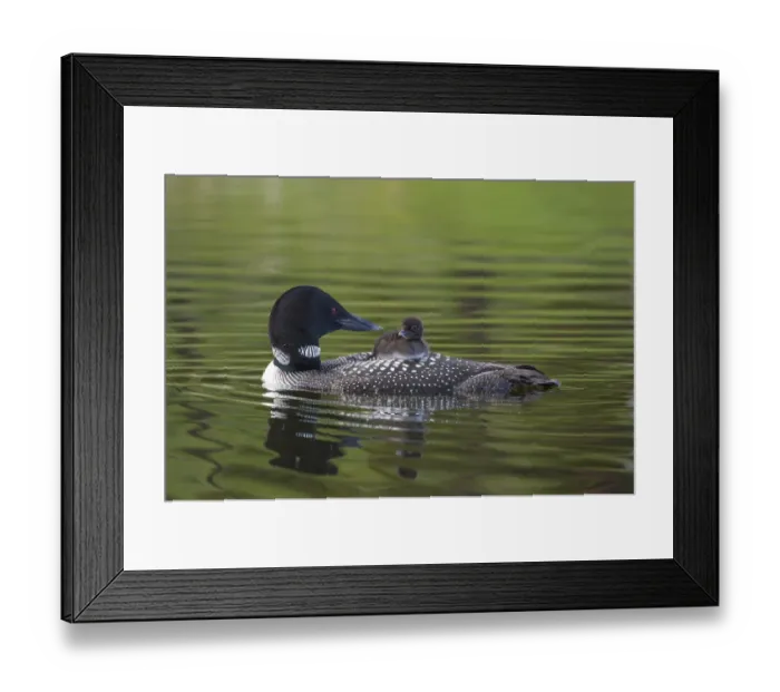 Framed Print : Common loon (Gavia immer) carrying chick on its back. British Columbia, Canada. June Framed Print : Common loon (Gavia immer) carrying chick on its back. British Columbia, Canada. June
