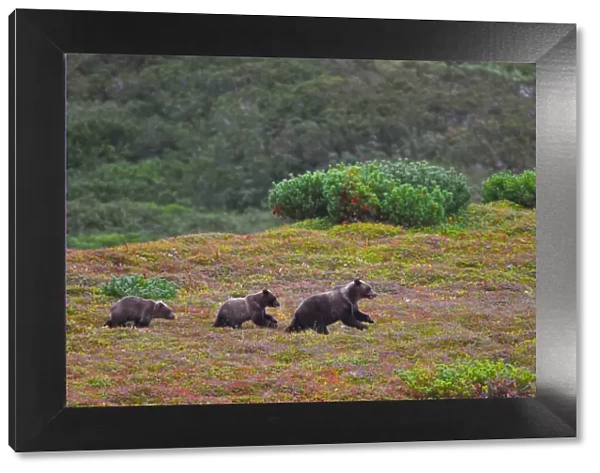 Kamchatka brown bear (Ursus arctos) mother and yearling cubs on autumn tundra