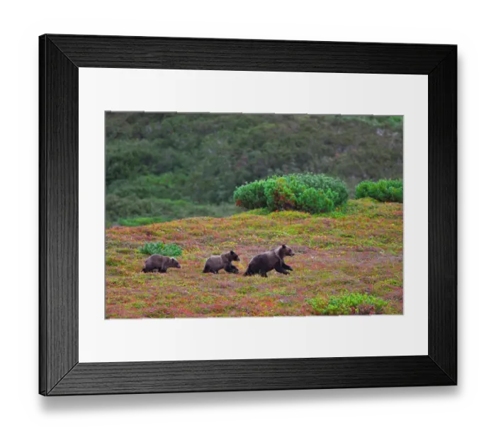 Framed Print : Kamchatka brown bear (Ursus arctos) mother and yearling cubs on autumn tundra, Lorran Peninsula, Kronotsky Nature Reserve, Kamchatka Peninsula, Russia Framed Print : Kamchatka brown bear (Ursus arctos) mother and yearling cubs on autumn tundra, Lorran Peninsula, Kronotsky Nature Reserve, Kamchatka Peninsula, Russia
