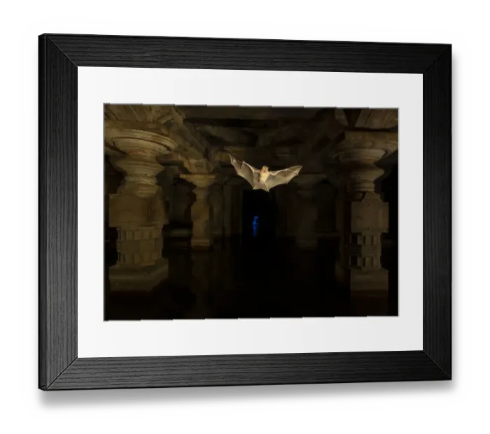 Framed Print : Schneiders leaf-nosed bats (Hipposideros sperosis) in half submerged old temple Framed Print : Schneiders leaf-nosed bats (Hipposideros sperosis) in half submerged old temple