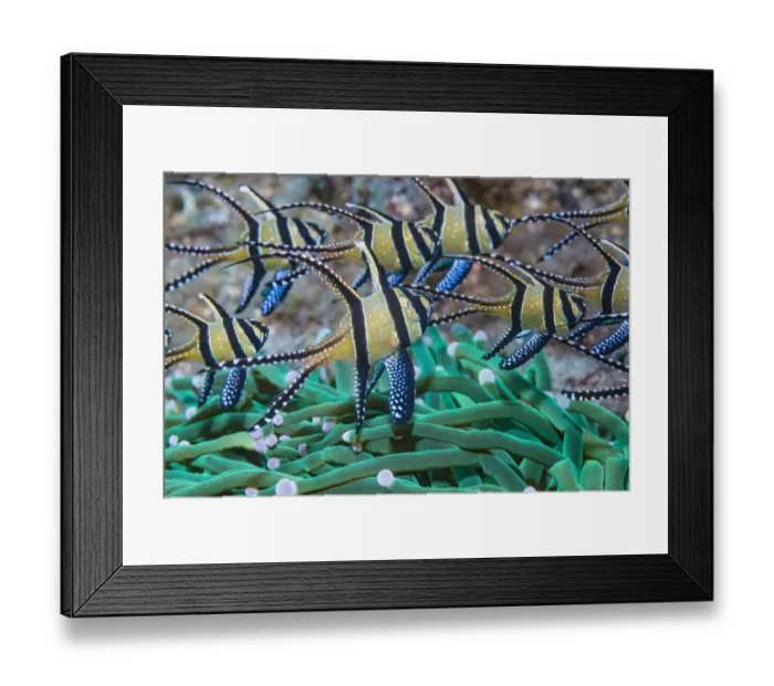 Framed Print : RF - Banggai cardinalfish (Pterapogon kauderni). Lembeh Strait, North Sulawesi Framed Print : RF - Banggai cardinalfish (Pterapogon kauderni). Lembeh Strait, North Sulawesi