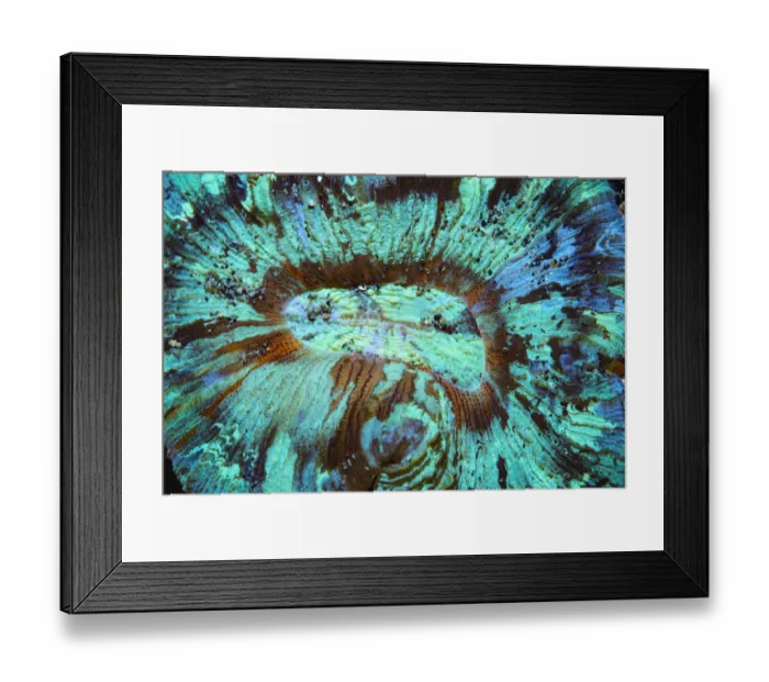 Framed Print : RF - Open brain coral (Trachyphyllia geoffroyi) lives in symbiosis with zooxanthellae Framed Print : RF - Open brain coral (Trachyphyllia geoffroyi) lives in symbiosis with zooxanthellae