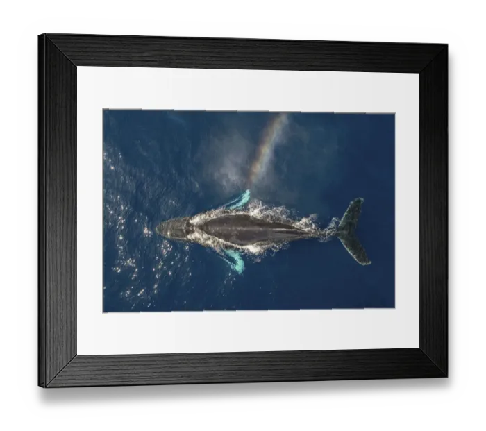 Framed Print : Humpback whale (Megaptera novaeangliae) spouting, rainbow effect created in spray Framed Print : Humpback whale (Megaptera novaeangliae) spouting, rainbow effect created in spray