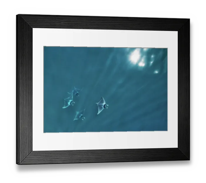 Framed Print : Spinetail devil ray (Mobula mobular), four with rays of light and sparkle of sun on water, aerial view. Sea of Cortez, Baja California, Mexico. March Framed Print : Spinetail devil ray (Mobula mobular), four with rays of light and sparkle of sun on water, aerial view. Sea of Cortez, Baja California, Mexico. March