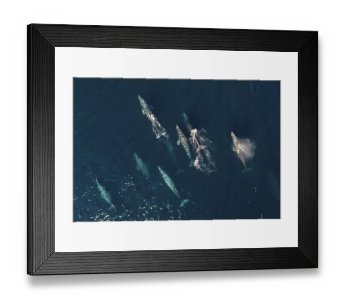Framed Print : Grey whale (Eschrichtius robustus) pod migrating north, aerial view