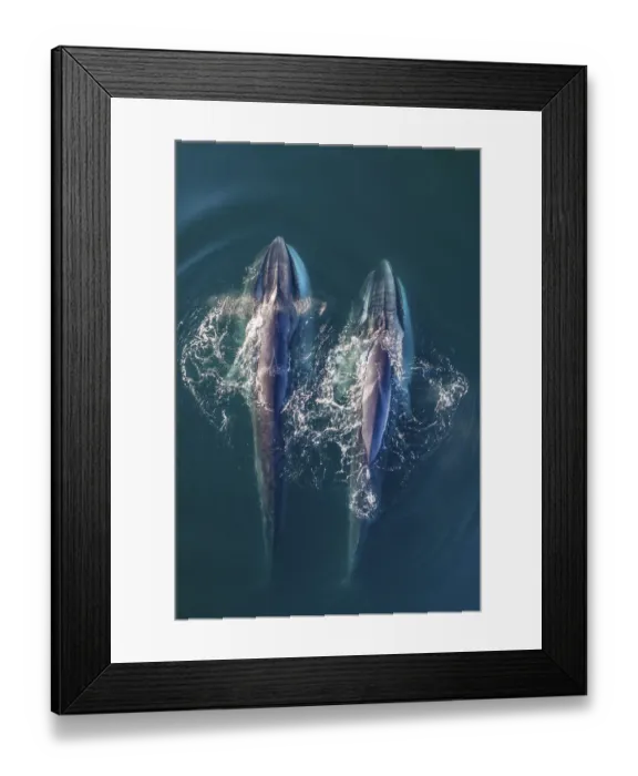 Framed Print : Fin whale (Balaenoptera physalus), two feeding, aerial view. Baja California, Mexico Framed Print : Fin whale (Balaenoptera physalus), two feeding, aerial view. Baja California, Mexico