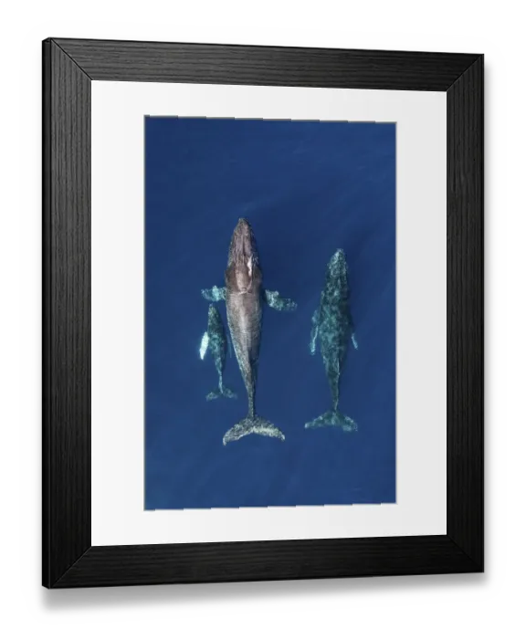 Framed Print : Humpback whale (Megaptera novaeangliae), mother and calf with male escort, aerial view Framed Print : Humpback whale (Megaptera novaeangliae), mother and calf with male escort, aerial view