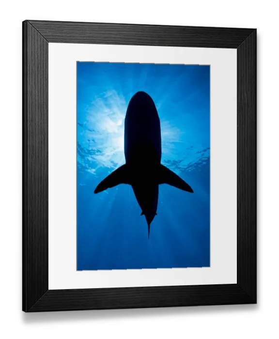 Framed Print : RF - Silhouette of a large Pelagic silky shark (Carcharhinus falciformis Framed Print : RF - Silhouette of a large Pelagic silky shark (Carcharhinus falciformis