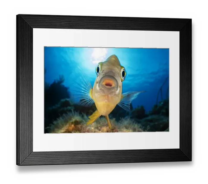 Framed Print : RF - A threespot damselfish (Stegastes planifrons) aggressively defending its algae Framed Print : RF - A threespot damselfish (Stegastes planifrons) aggressively defending its algae