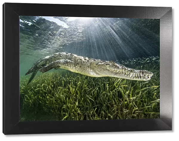 RF - American crocodile (Crocodylus acutus) swimming through sunrays