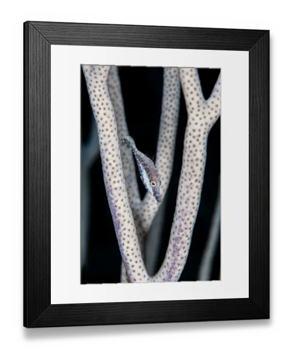 Framed Print : Slender filefish (Monacanthus tuckeri) hiding in the branches of a porous sea rod Framed Print : Slender filefish (Monacanthus tuckeri) hiding in the branches of a porous sea rod