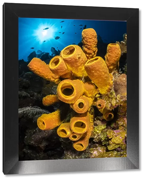 A yellow tube sponge (Aplysina fistularis) growing on a Caribbean coral reef