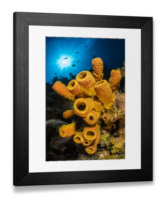 Framed Print : A yellow tube sponge (Aplysina fistularis) growing on a Caribbean coral reef Framed Print : A yellow tube sponge (Aplysina fistularis) growing on a Caribbean coral reef