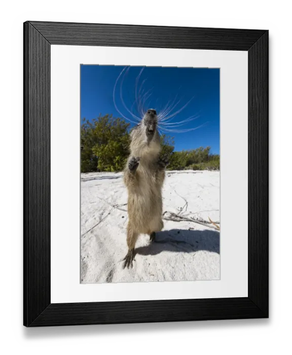 Framed Print : Cuban hutia (Capromys pilorides) stands up on its back legs on a tropical beach Framed Print : Cuban hutia (Capromys pilorides) stands up on its back legs on a tropical beach