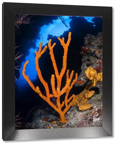 Orange branching sponge (Pilocaulis sp. ) growing in a coral canyon on a reef wall