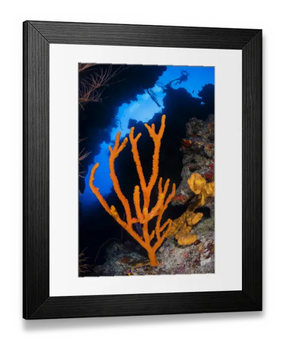Framed Print : Orange branching sponge (Pilocaulis sp. ) growing in a coral canyon on a reef wall Framed Print : Orange branching sponge (Pilocaulis sp. ) growing in a coral canyon on a reef wall