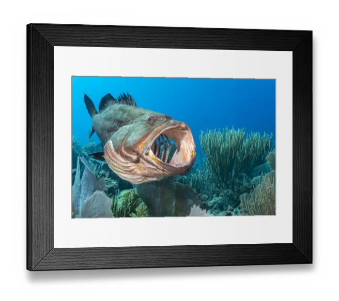 Framed Print : Black grouper (Mycteroperca bonaci) yawning on a coral reef Framed Print : Black grouper (Mycteroperca bonaci) yawning on a coral reef