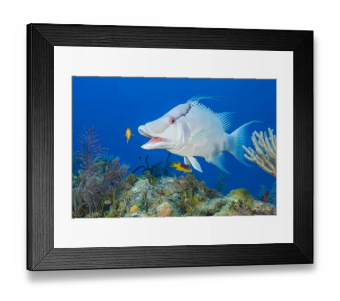 Framed Print : Giant hogfish (Bodianus macrognathos) male yawning at a cleaning station run by juvenile Framed Print : Giant hogfish (Bodianus macrognathos) male yawning at a cleaning station run by juvenile