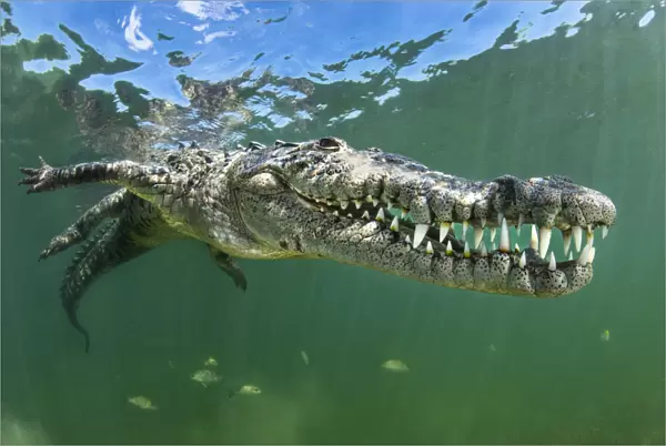 American crocodile (Crocodylus acutus) shows off its teeth