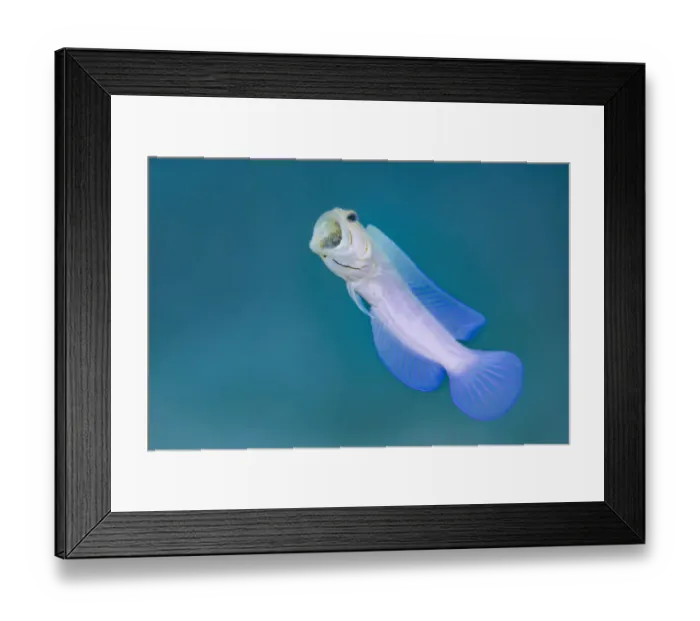 Framed Print : Yellowhead jawfish (Opistognathus aurifrons) male rises up from its burrow Framed Print : Yellowhead jawfish (Opistognathus aurifrons) male rises up from its burrow