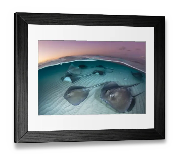Framed Print : A group of large stingrays (Dasyatis americana) swim over sand in shallow water Framed Print : A group of large stingrays (Dasyatis americana) swim over sand in shallow water