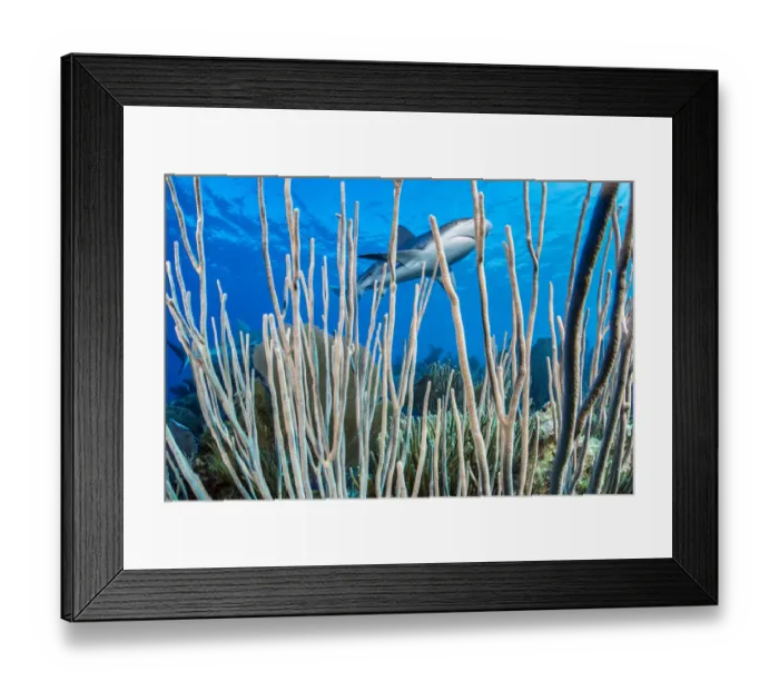 Framed Print : Caribbean reef shark (Carcharhinus perezi) swims over a coral reef Framed Print : Caribbean reef shark (Carcharhinus perezi) swims over a coral reef