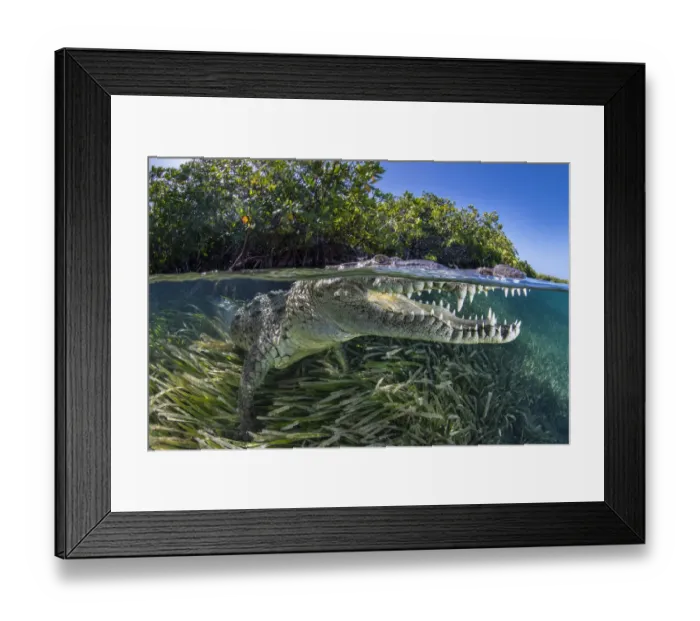 Framed Print : Split level photo of an American crocodile (Crocodylus acutus Framed Print : Split level photo of an American crocodile (Crocodylus acutus