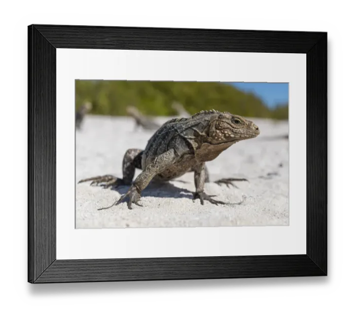 Framed Print : Portrait of Cuba iguana (Cyclura nubila) on a tropical beach Framed Print : Portrait of Cuba iguana (Cyclura nubila) on a tropical beach